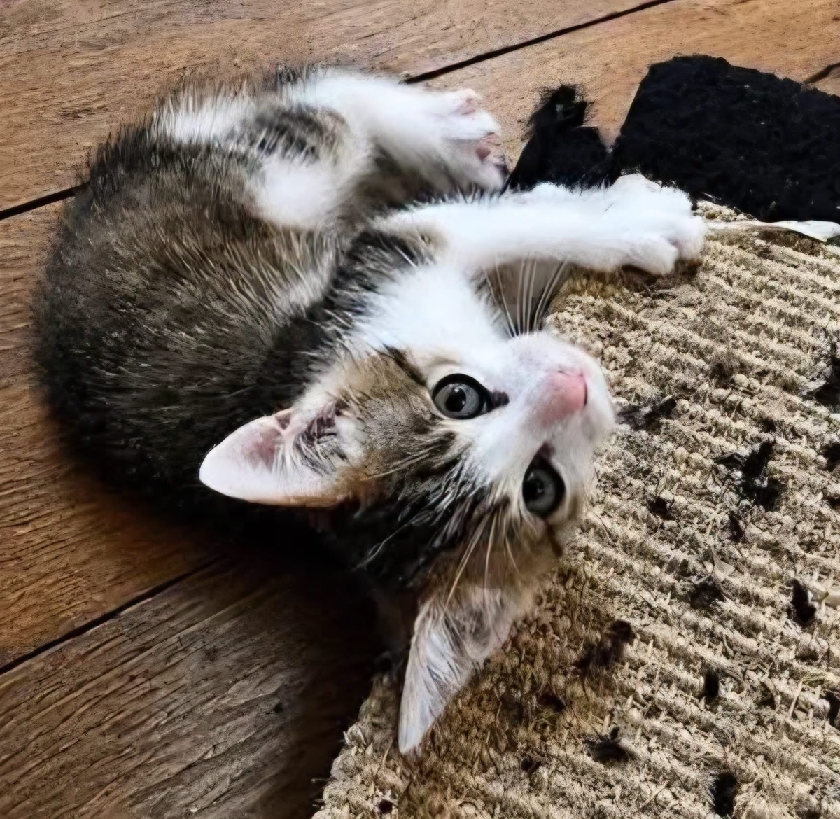 Adoption CHIRICO