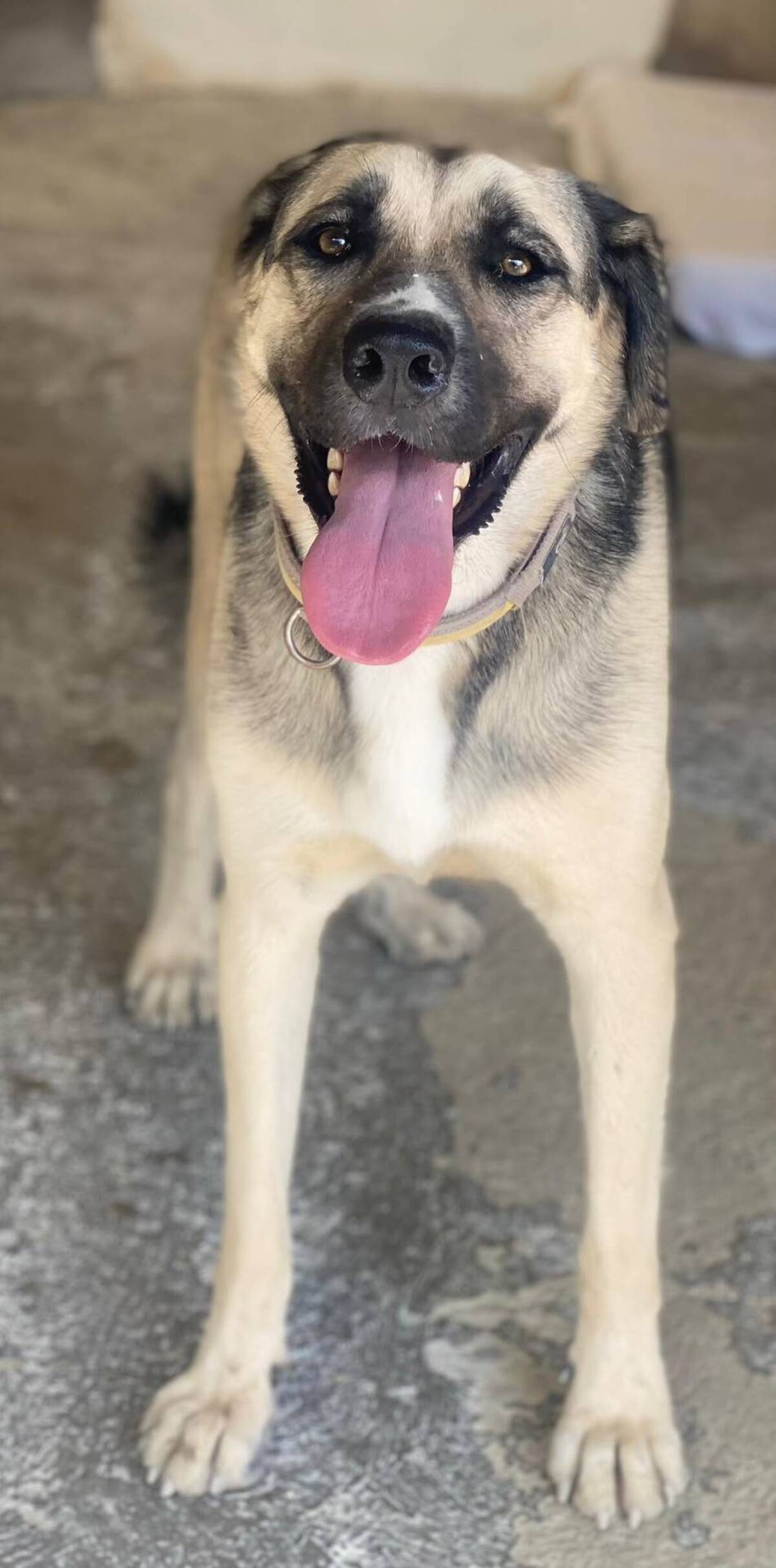 Adoption Poppy