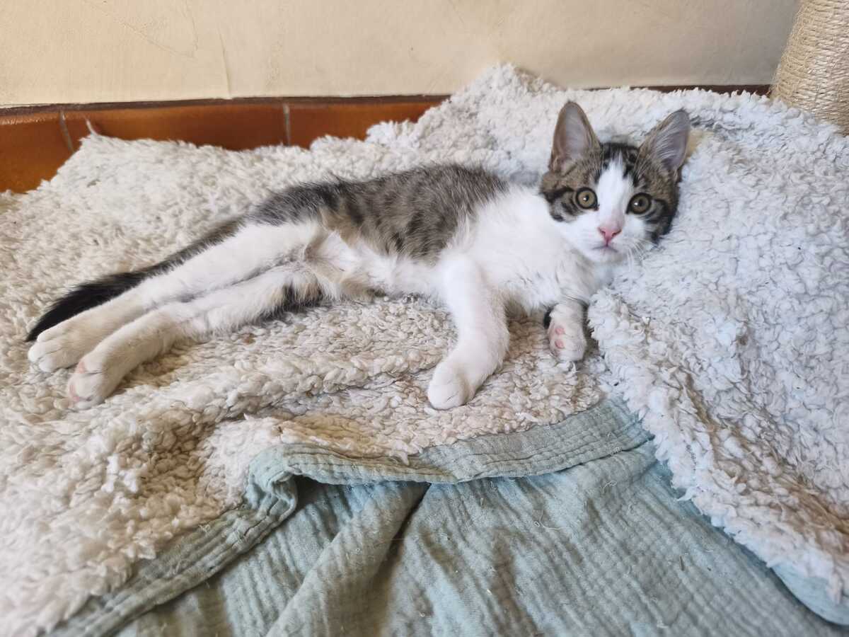 Adoption Bob