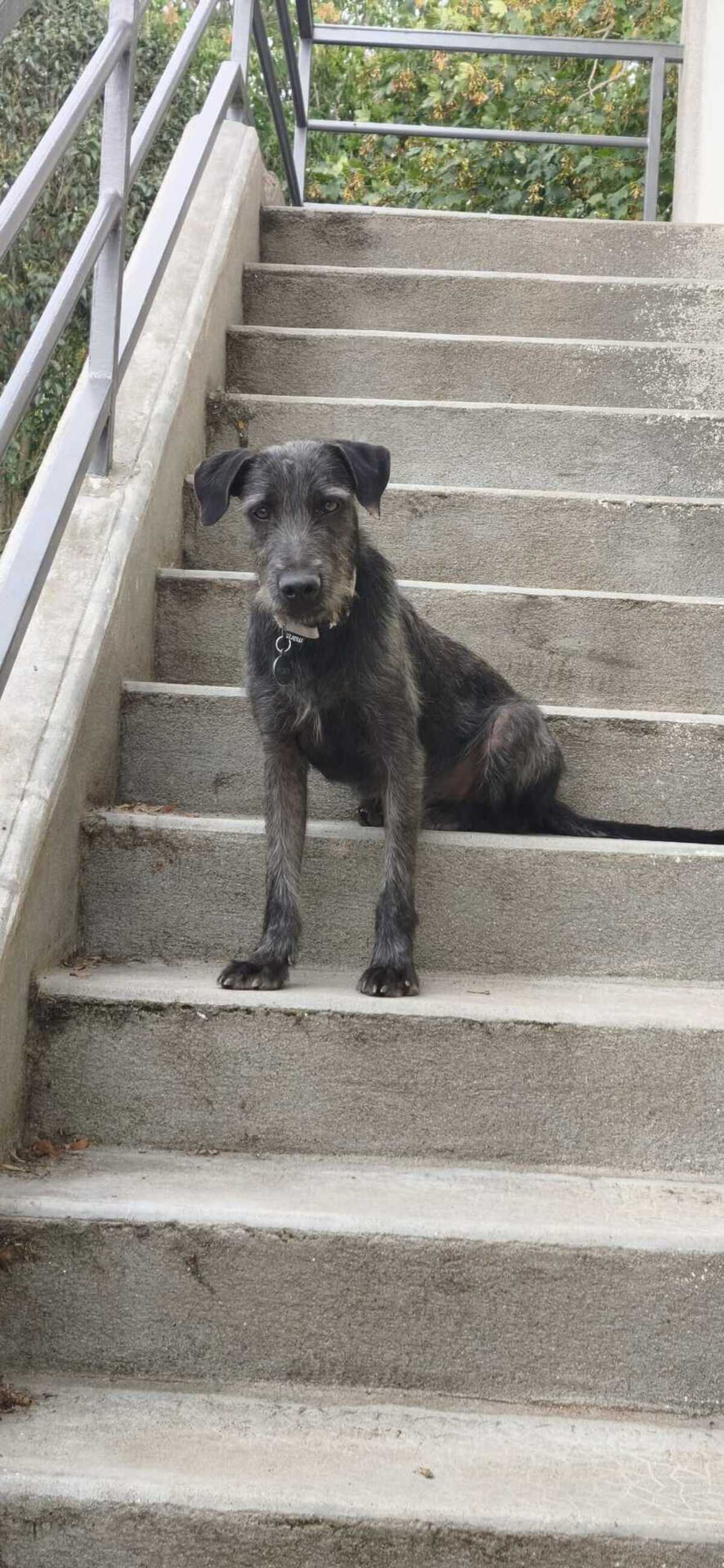 Adoption Drake