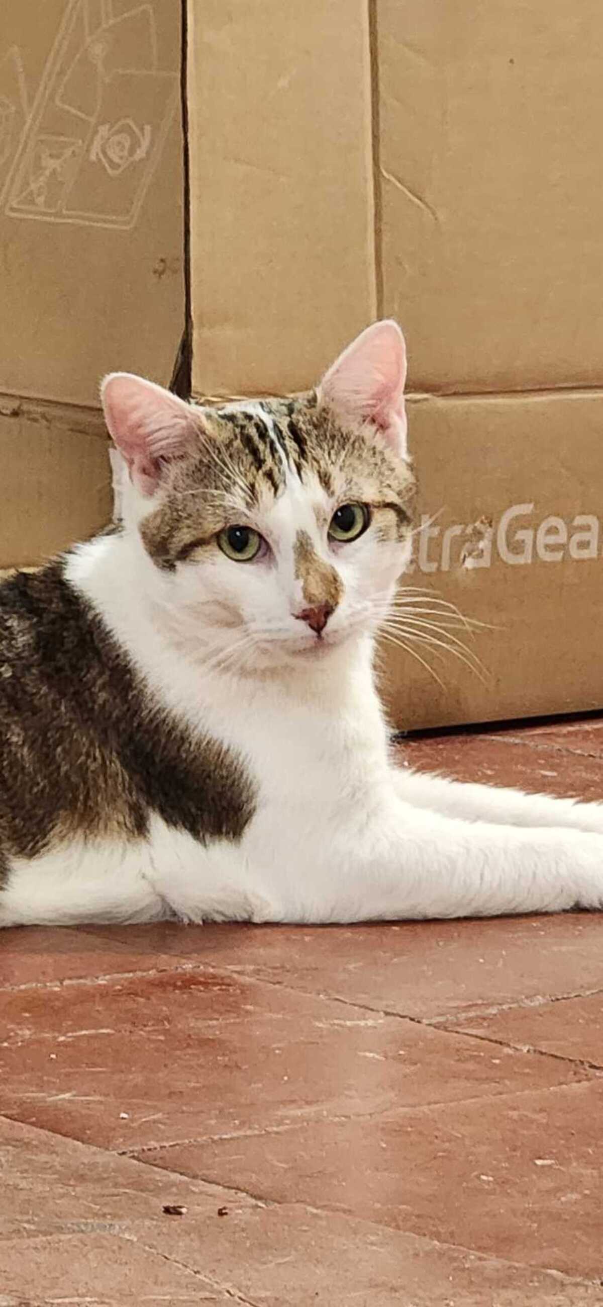 Adoption Basil