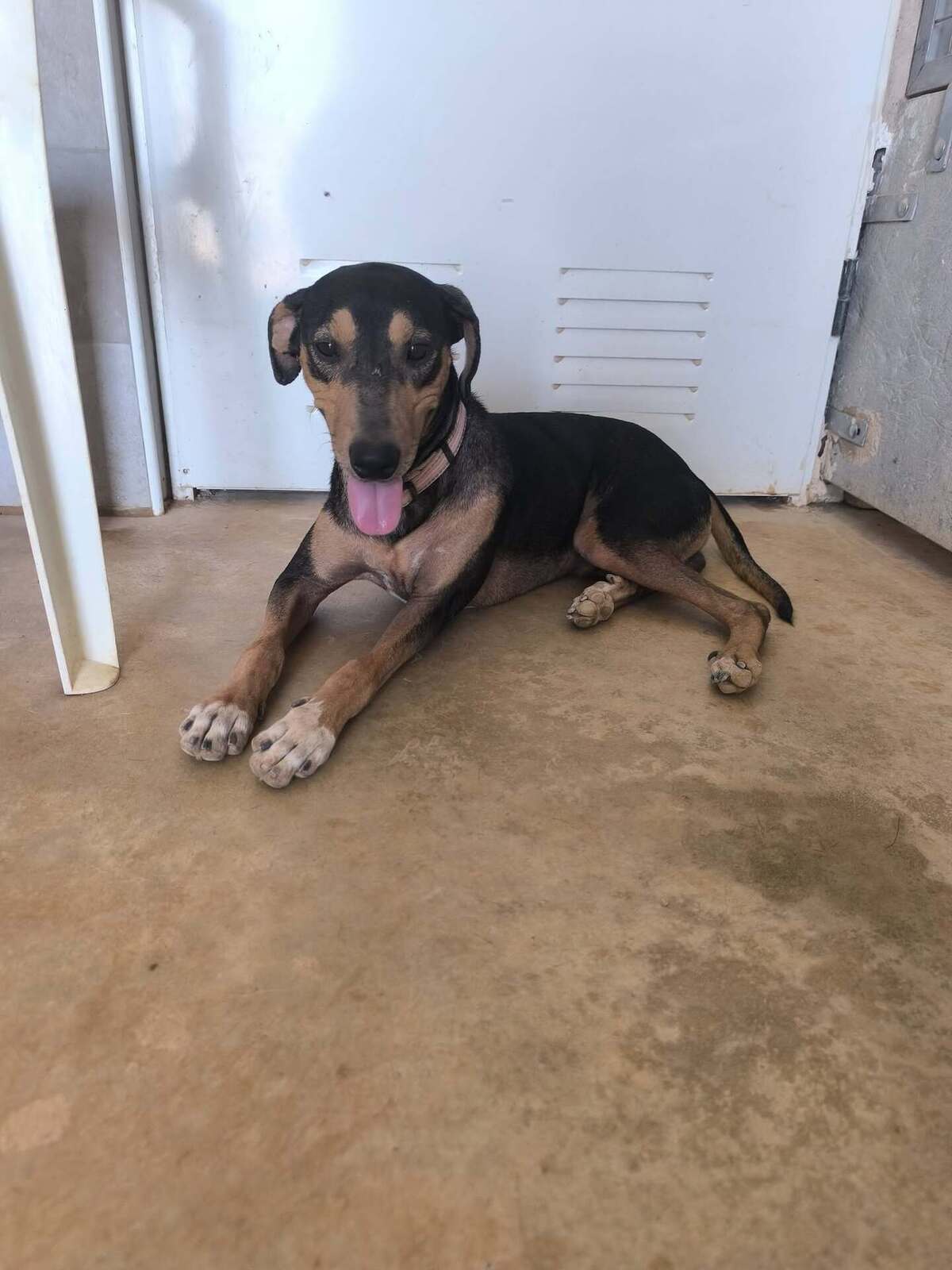 Adoption Maxou