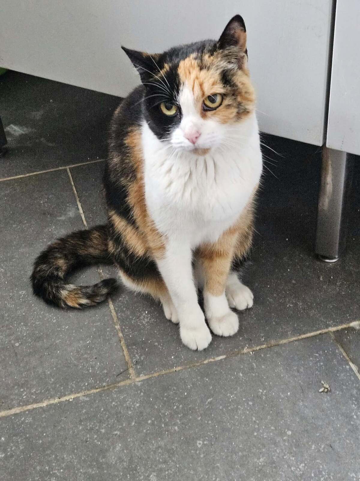 Adoption Black Eye