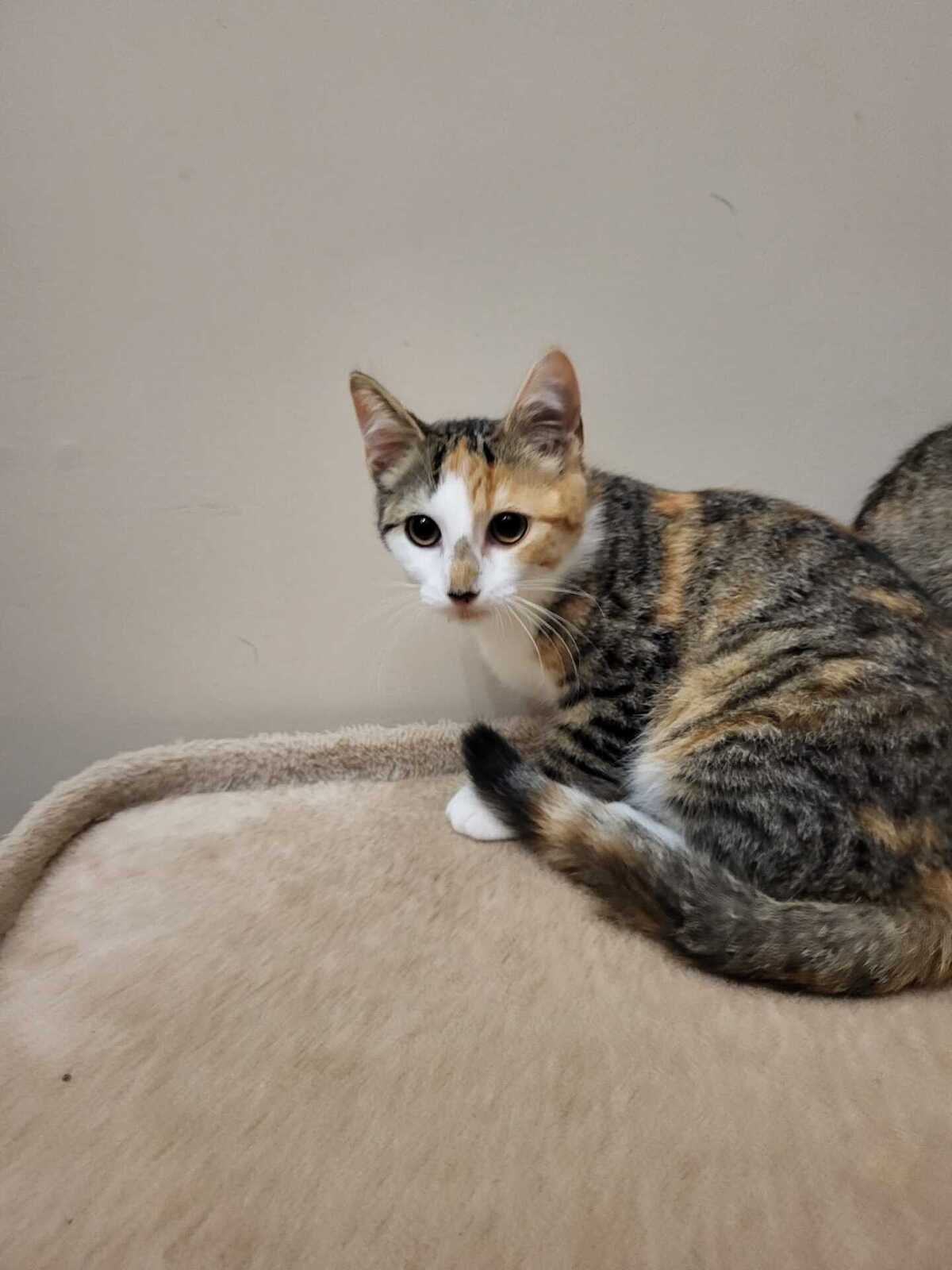 Adoption BEA