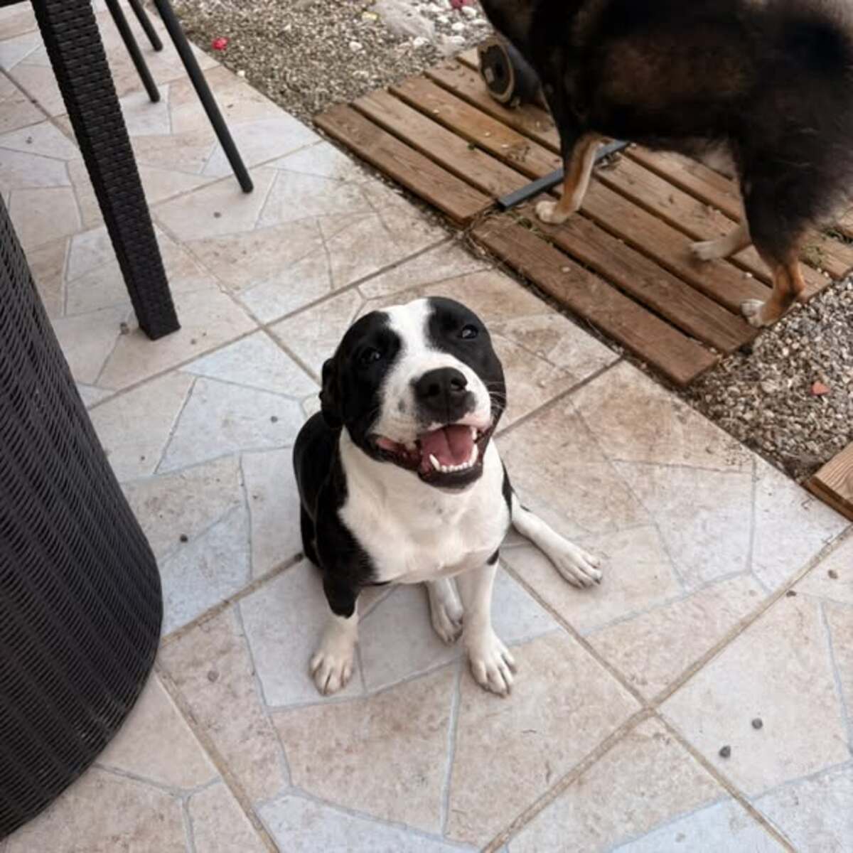 Adoption Aya