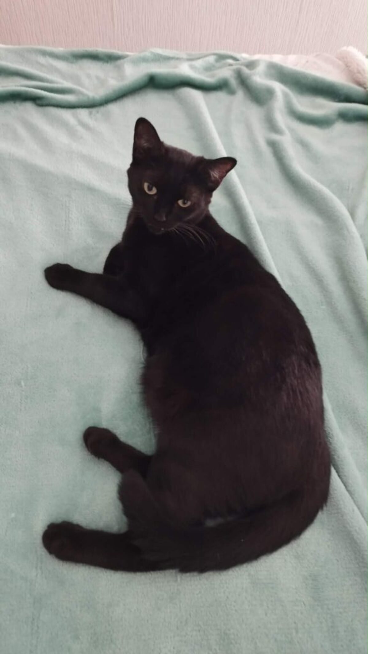 Adoption Arwen