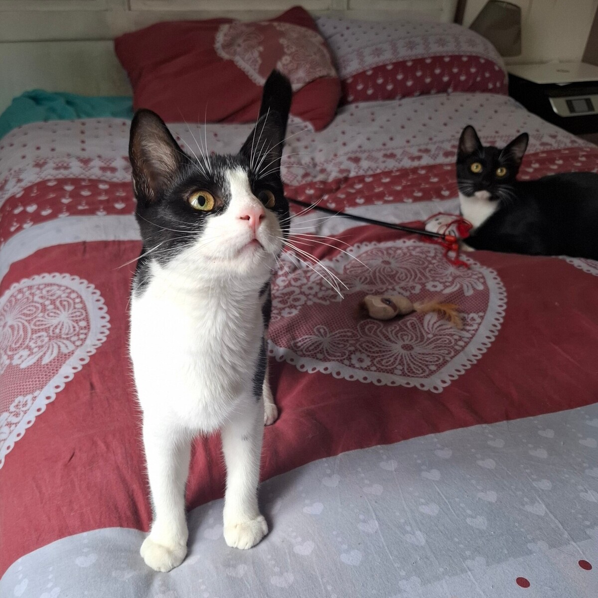 Adoption Bretzel