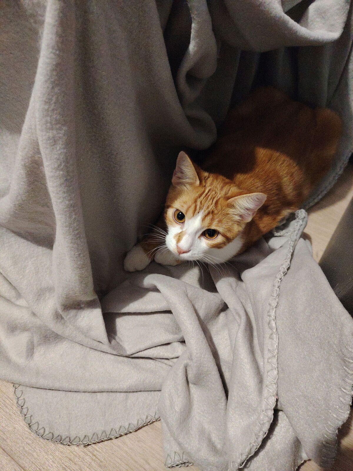 Adoption Fox
