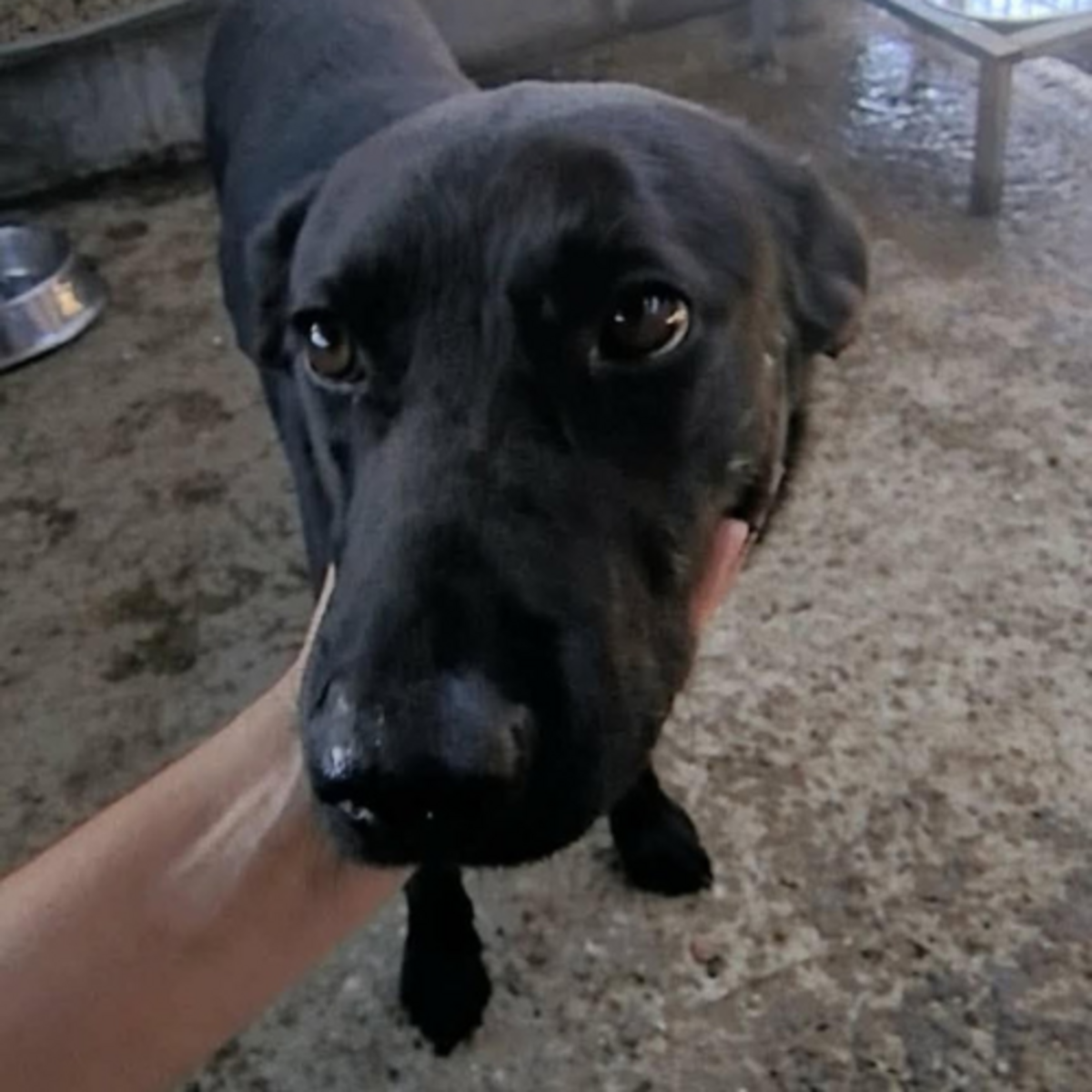 Adoption NERO