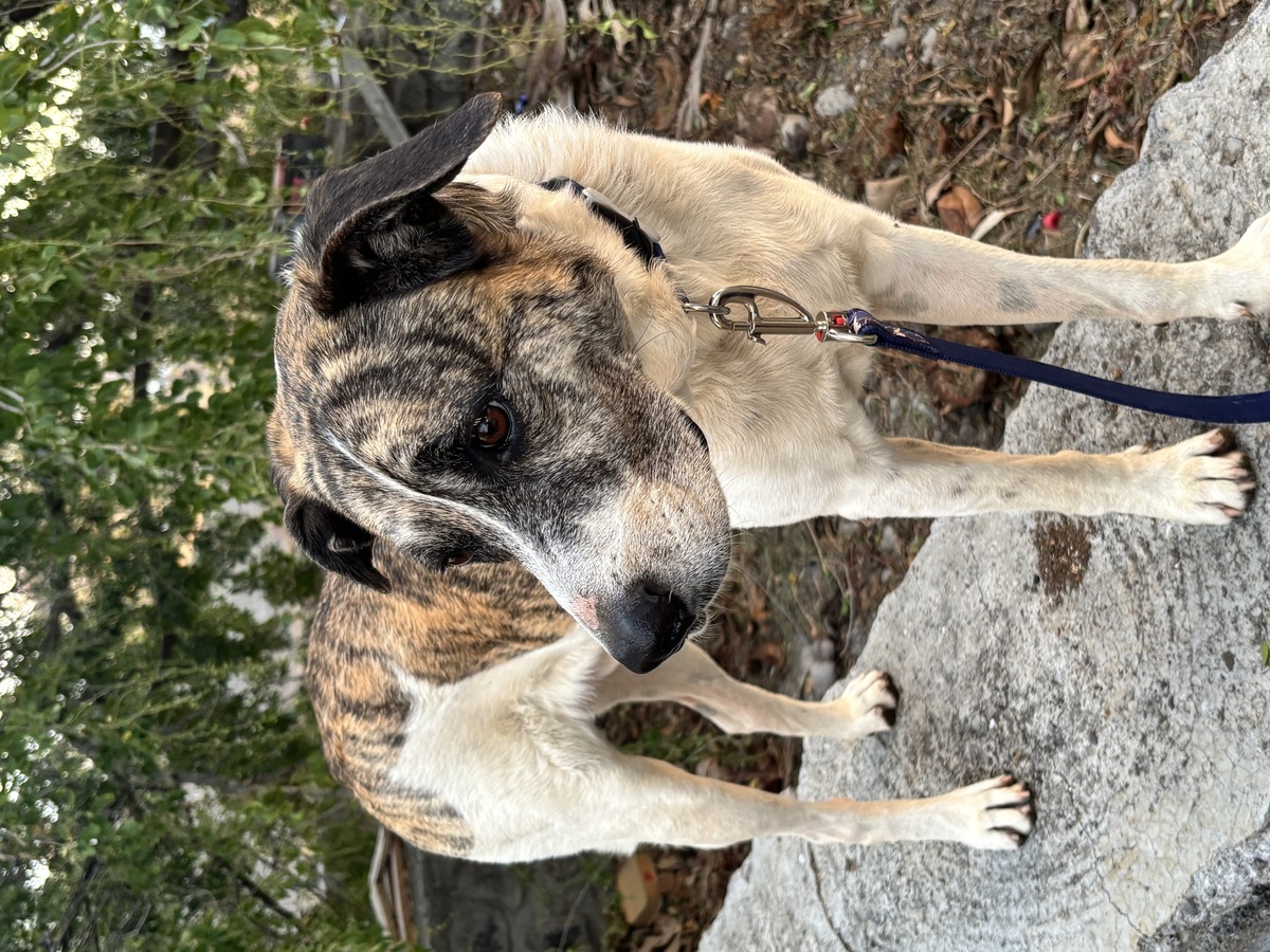 Adoption Macao