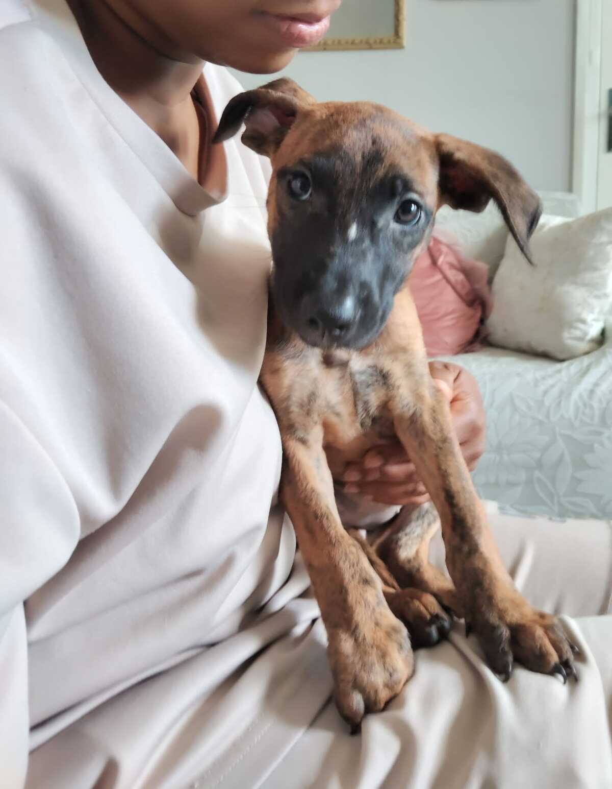 Adoption Rosa
