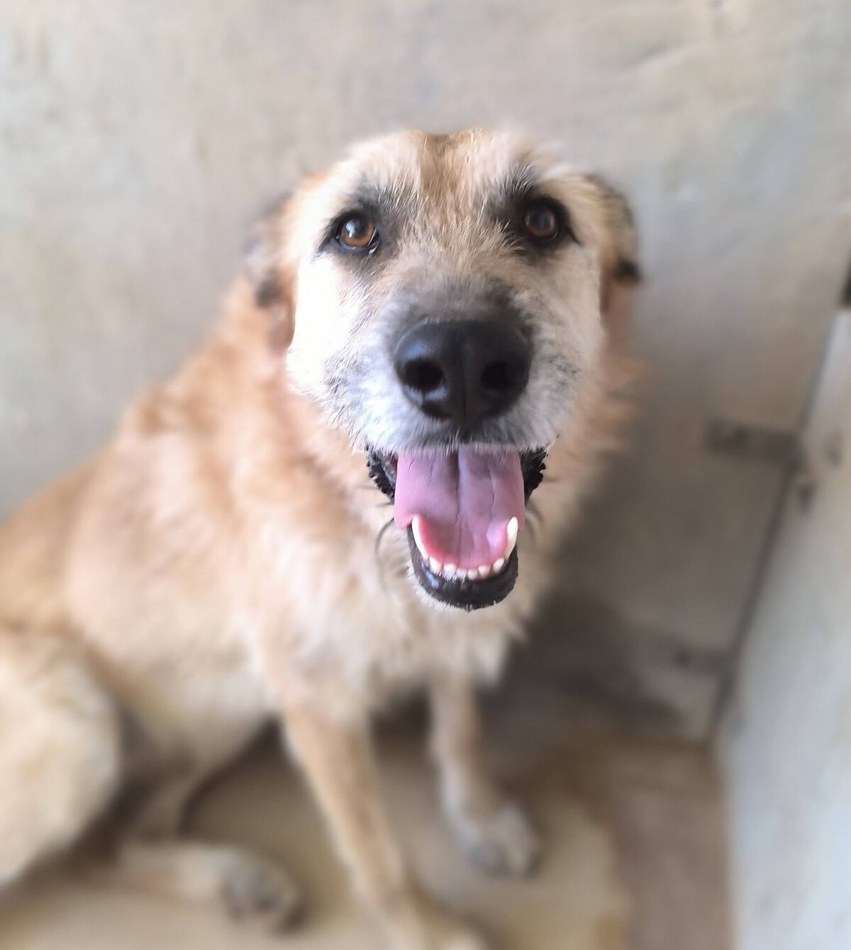 Adoption Jala