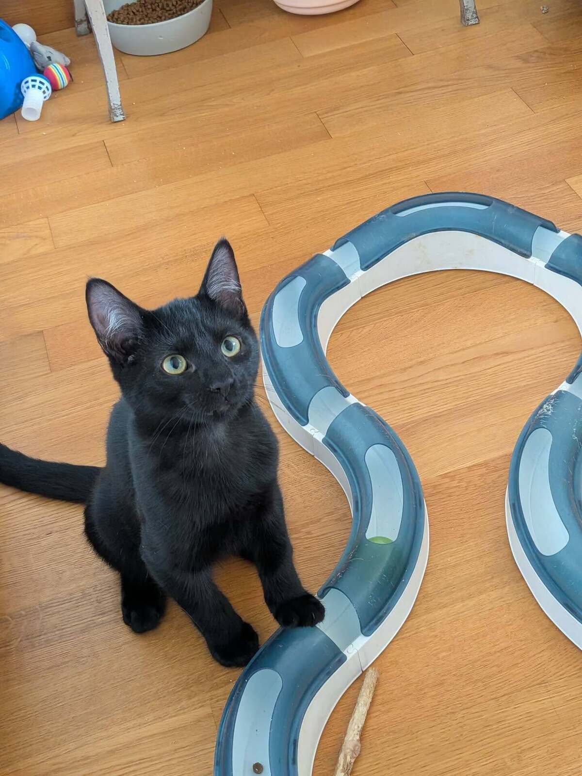Adoption BAGHERRA