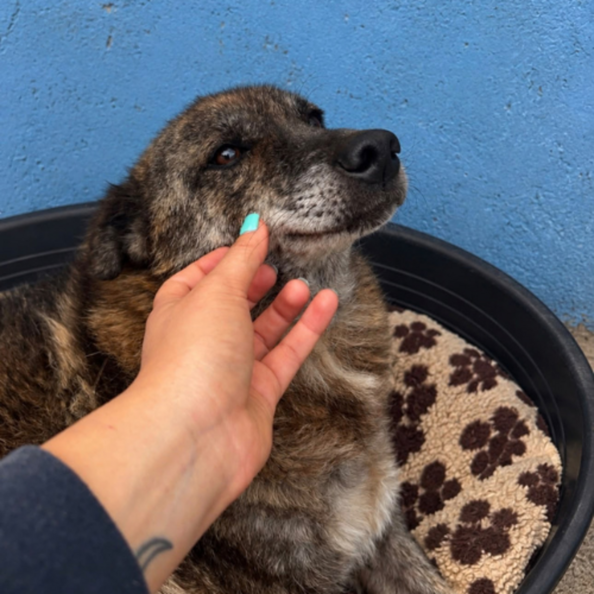 Adoption Caramelo