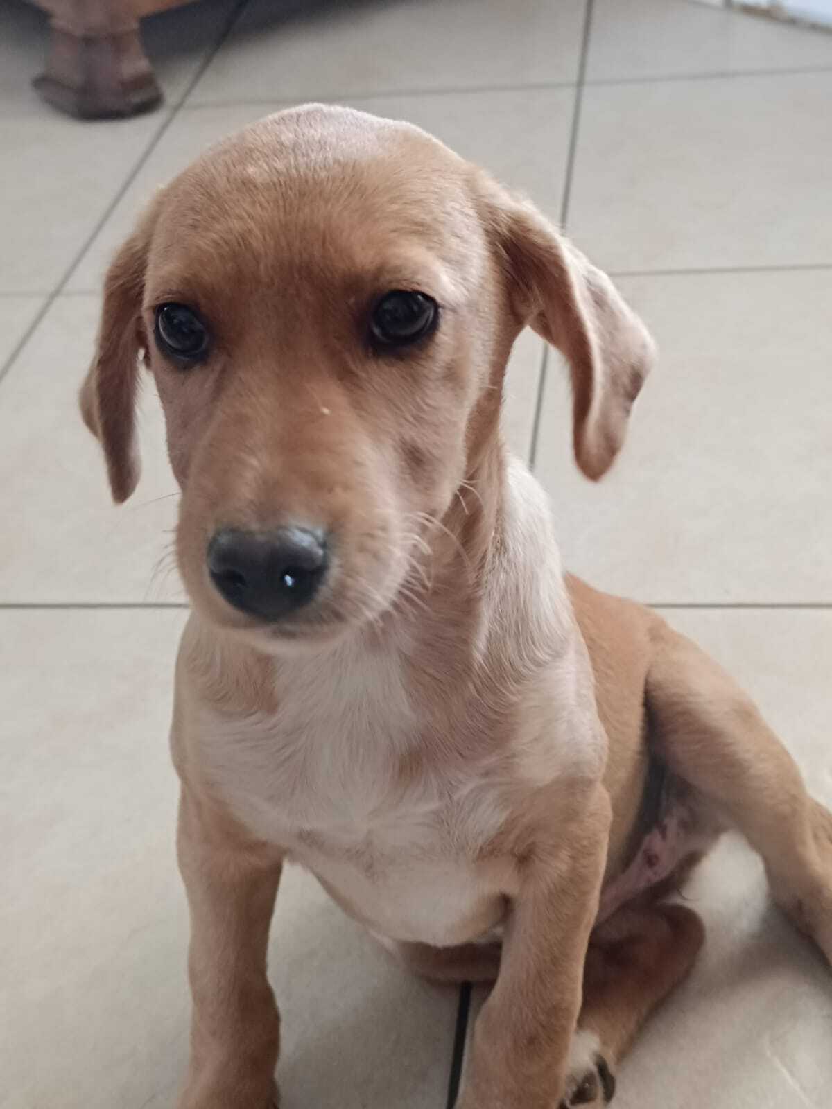 Adoption Frisquette