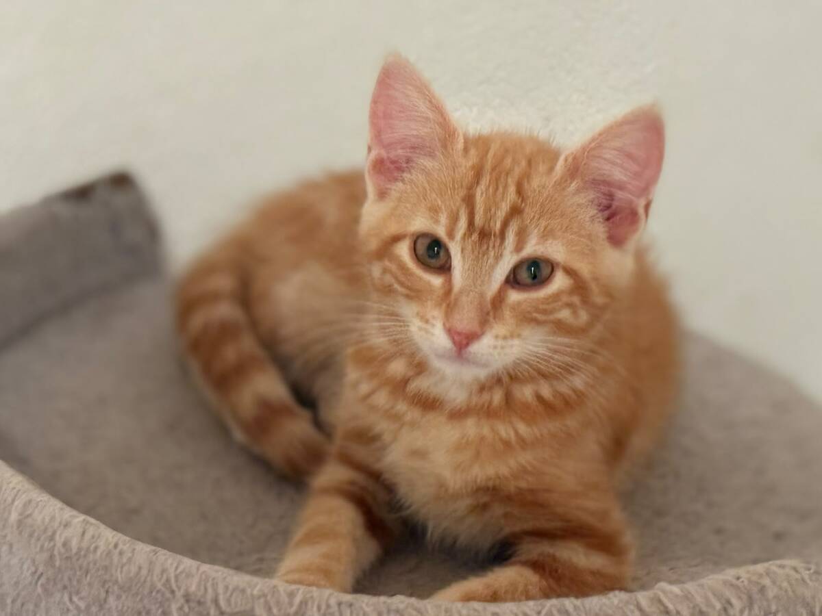 Adoption BRIDGET et ARCHIBALD