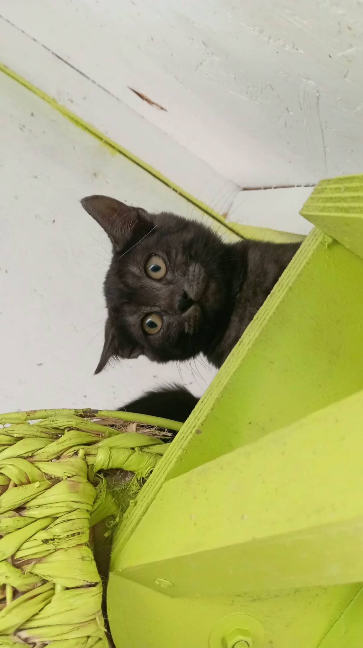 Adoption Romeo