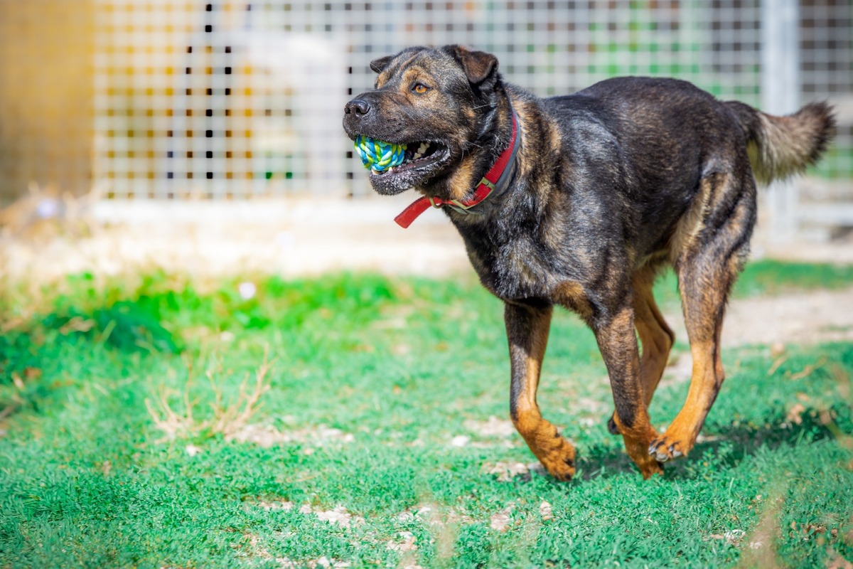 Adoption Gandull