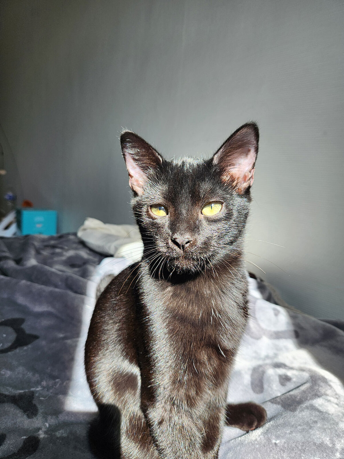 Adoption Salem
