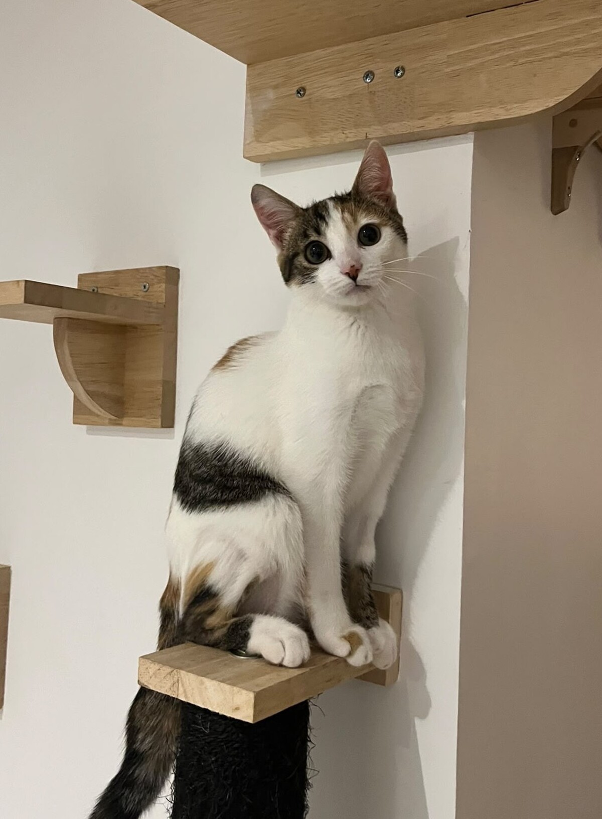 Adoption Sabrina