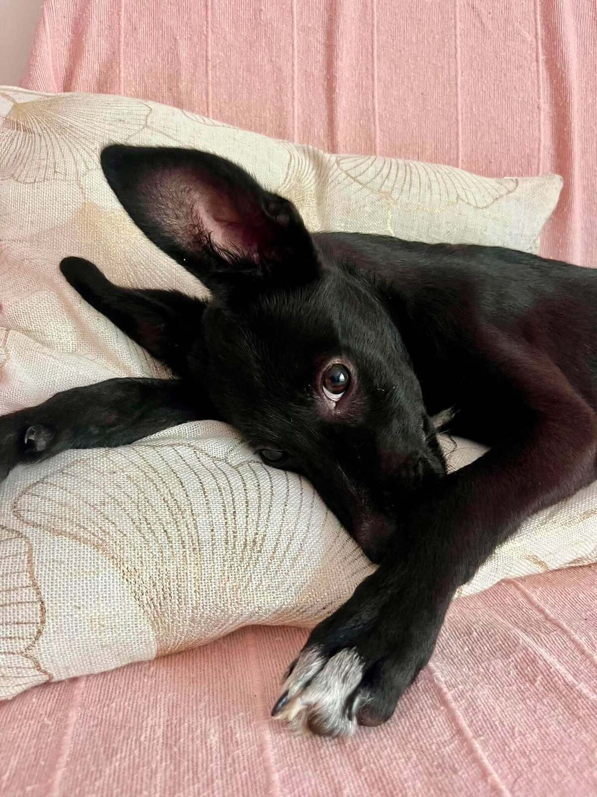 Adoption SAPHIR