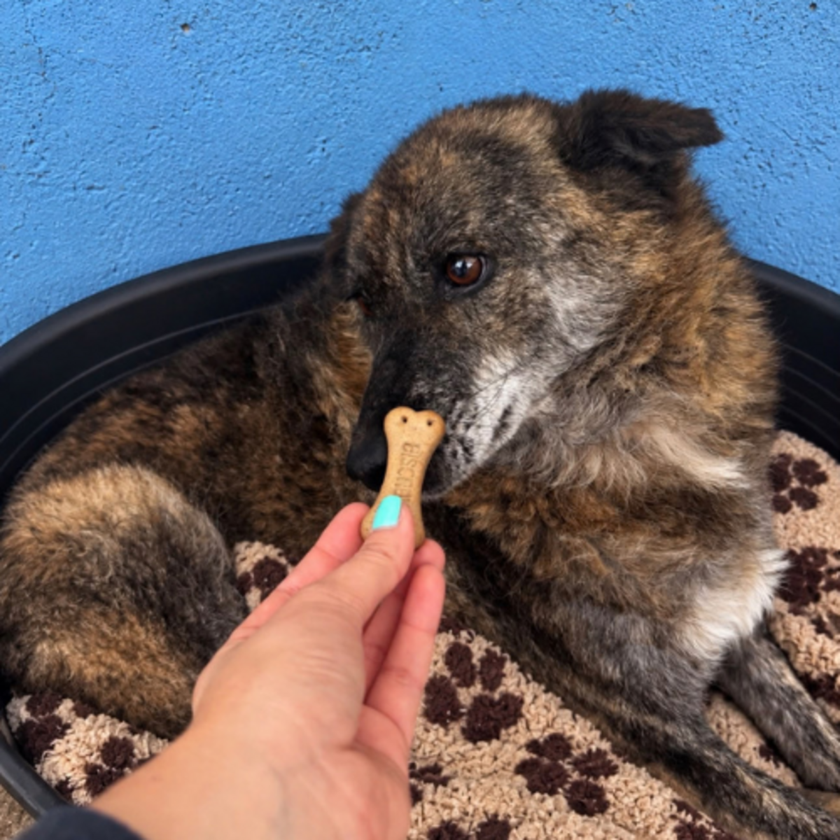Adoption Caramelo