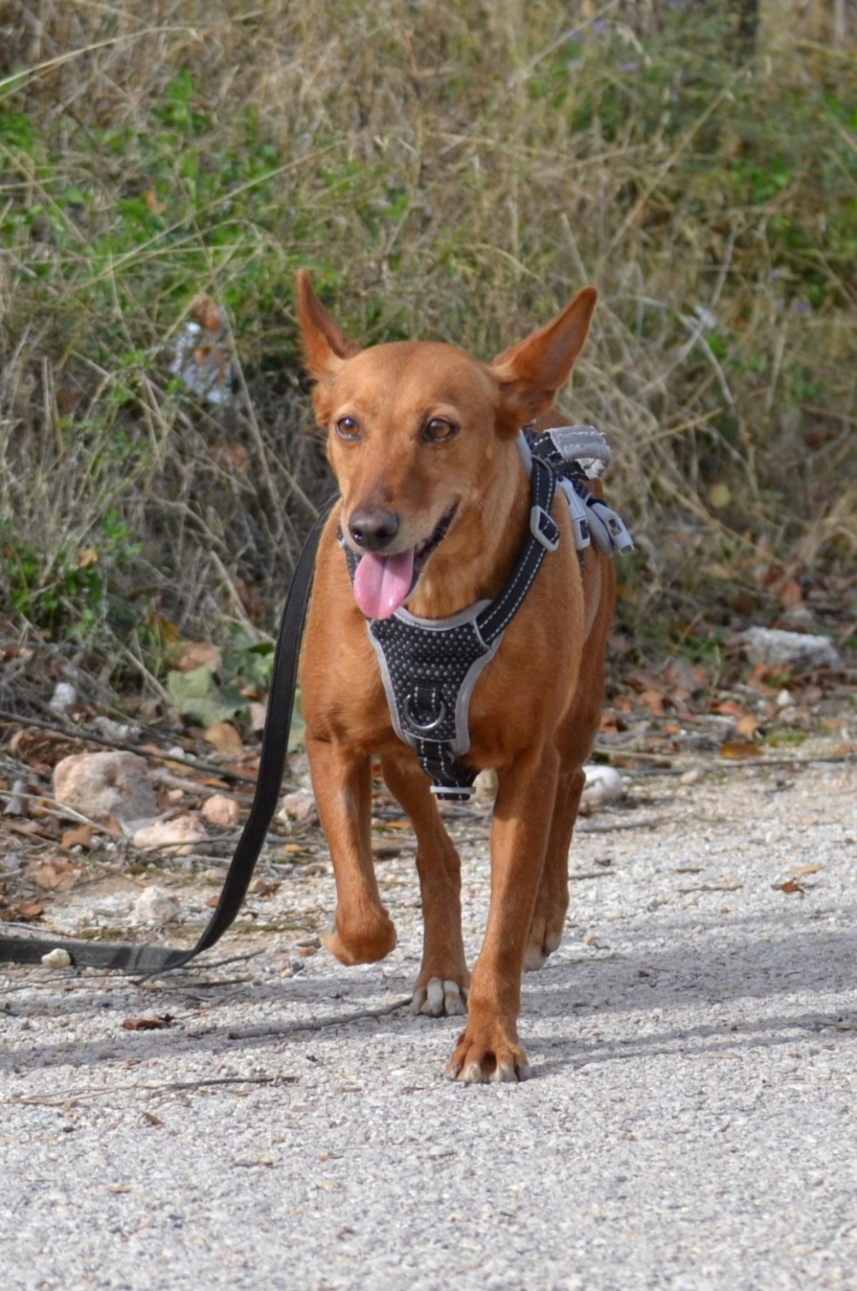 Adoption Vilma