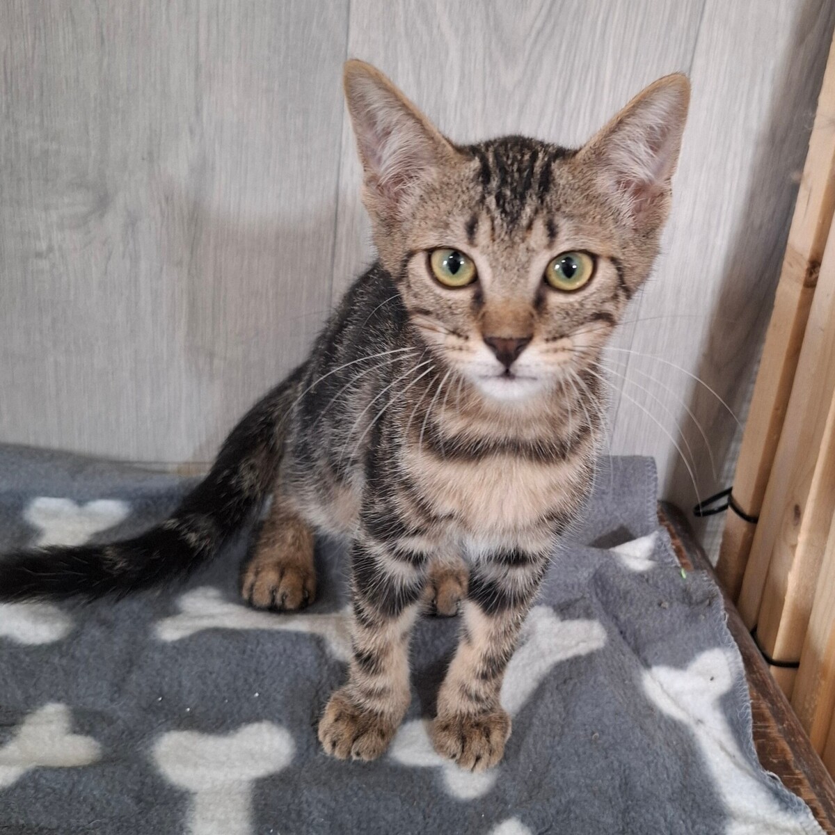 Adoption BRYO