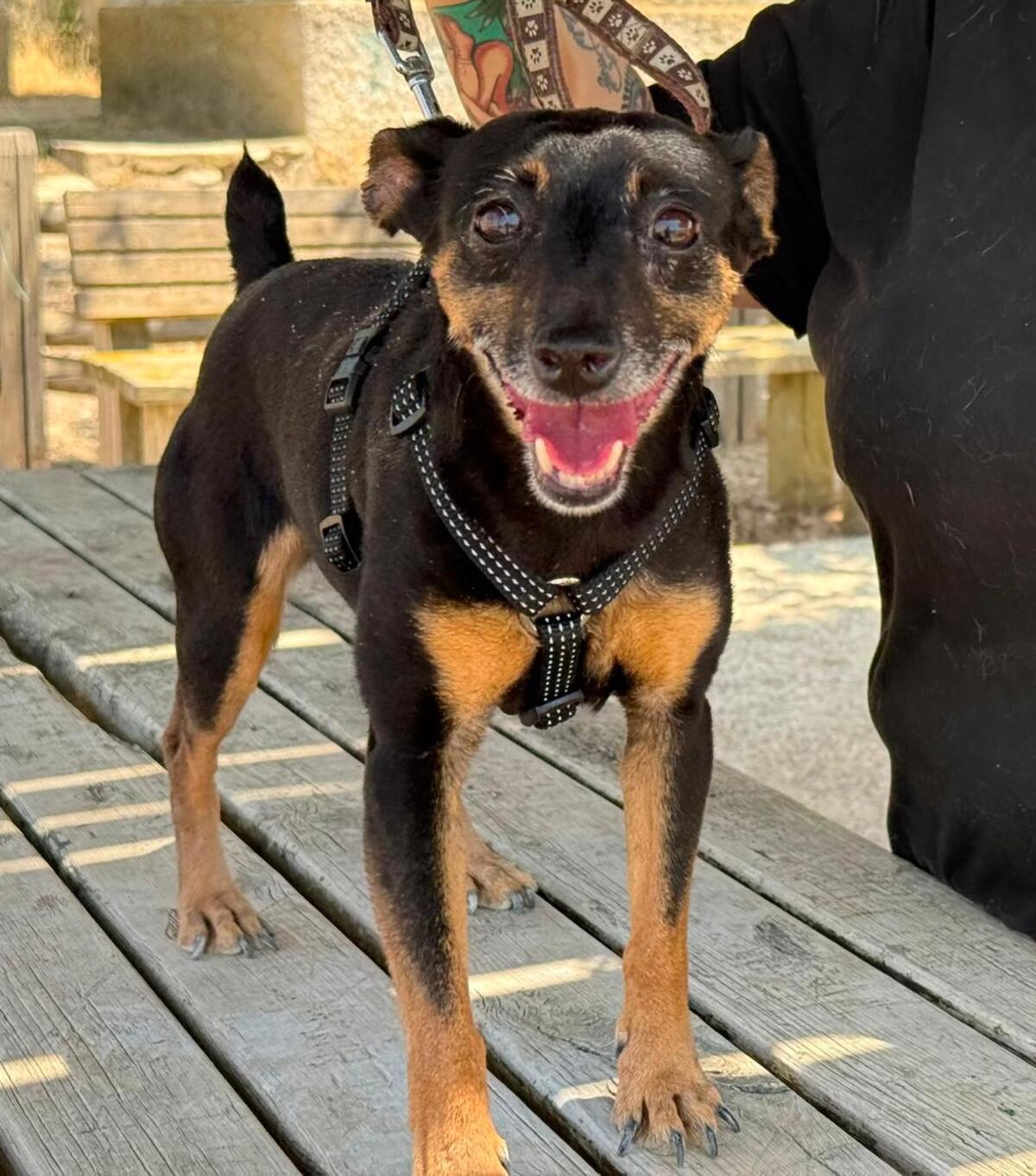Adoption Cara