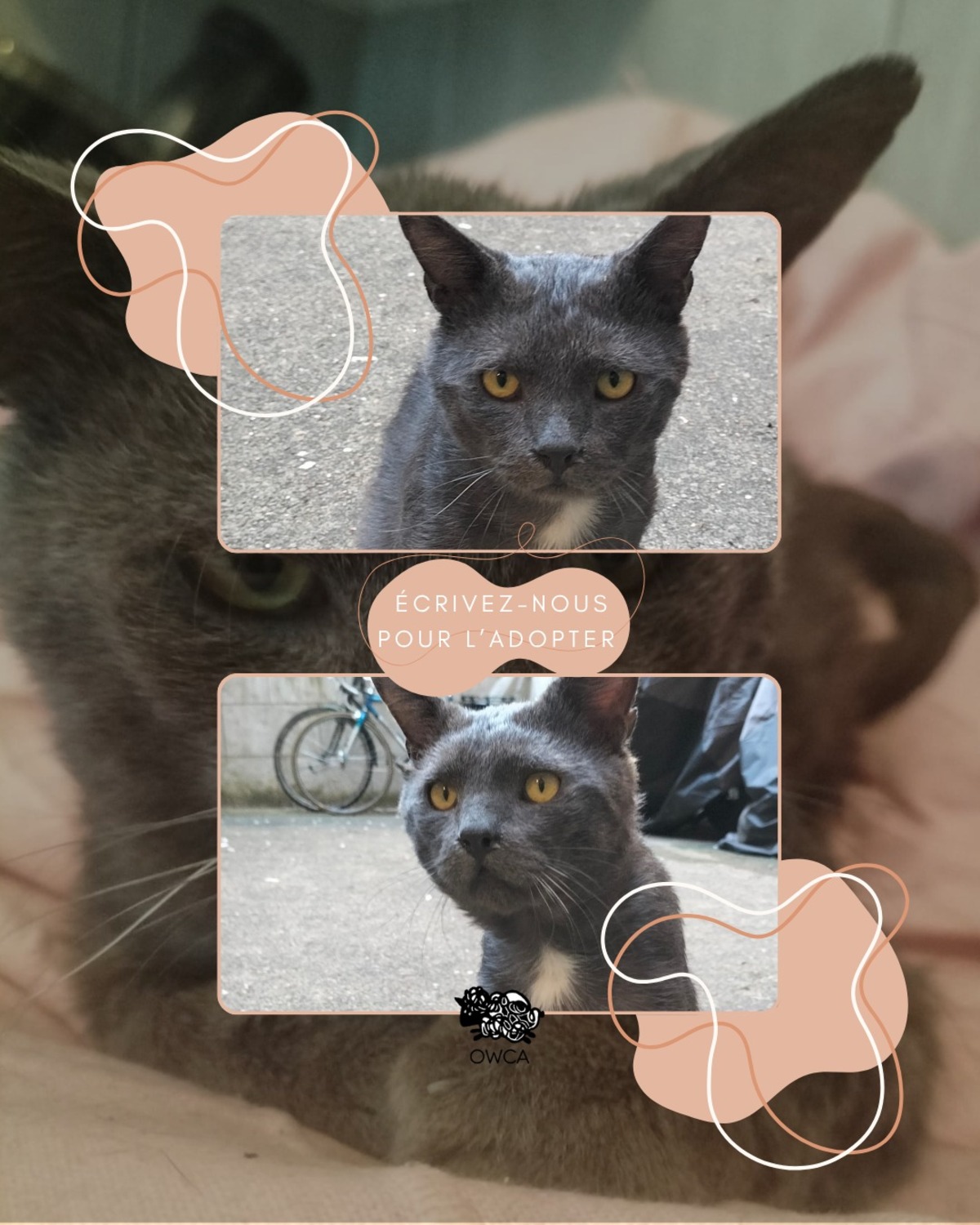 Adoption Marcus