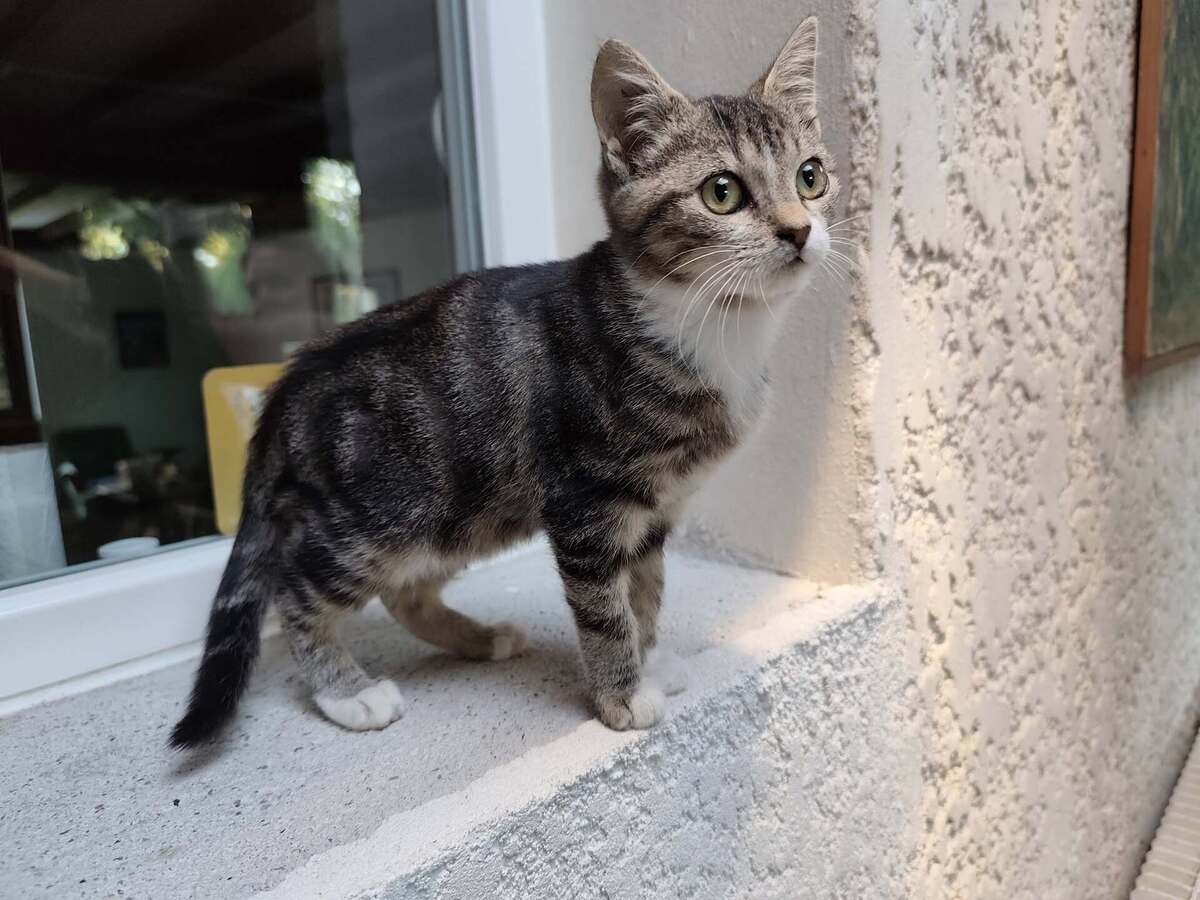 Adoption Blitz
