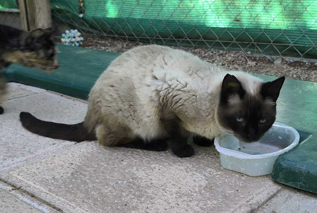 Adoption Siam