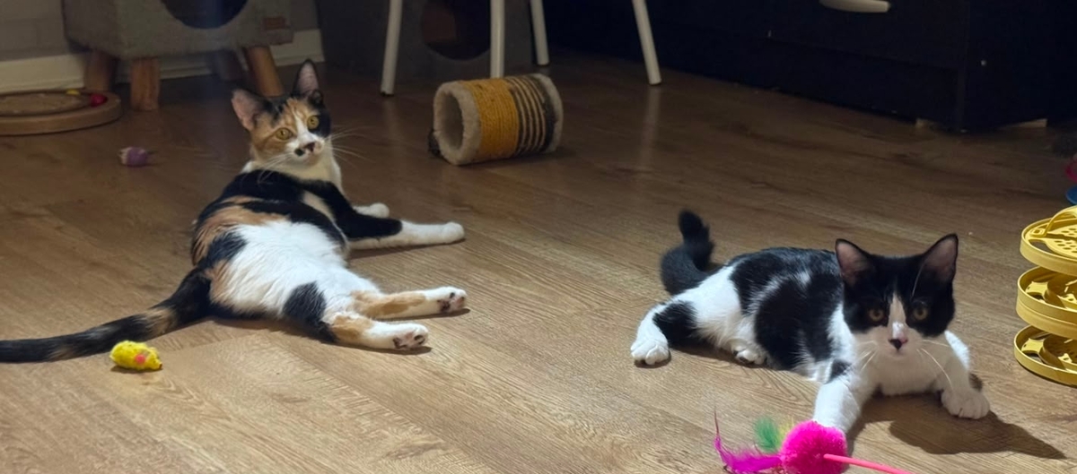 Adoption Moosh et Skadi