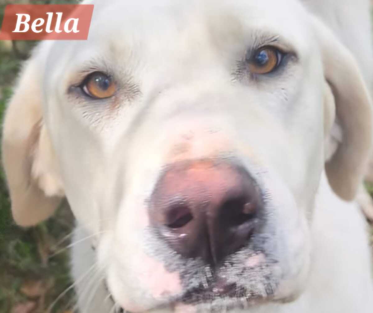 Adoption Bella