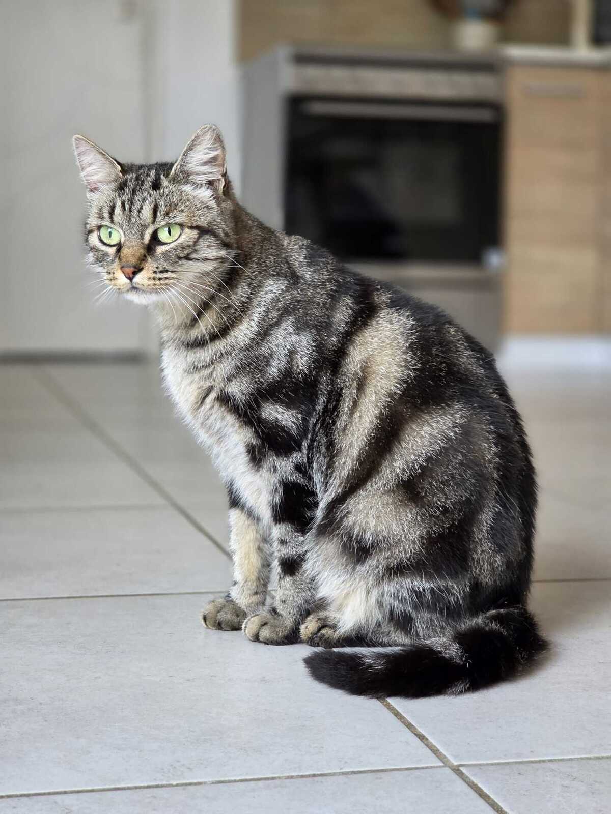 Adoption Bryony