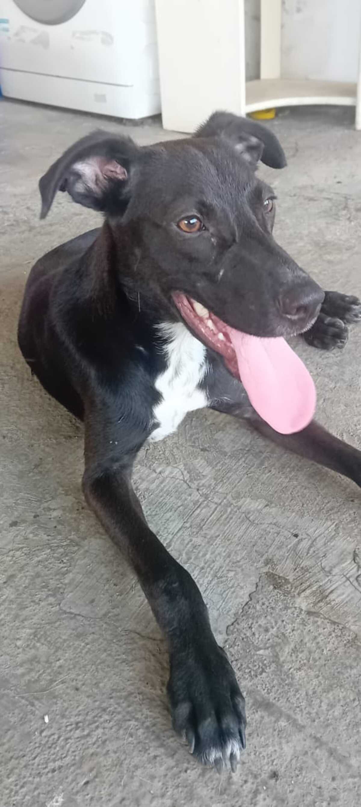 Adoption Cheeky