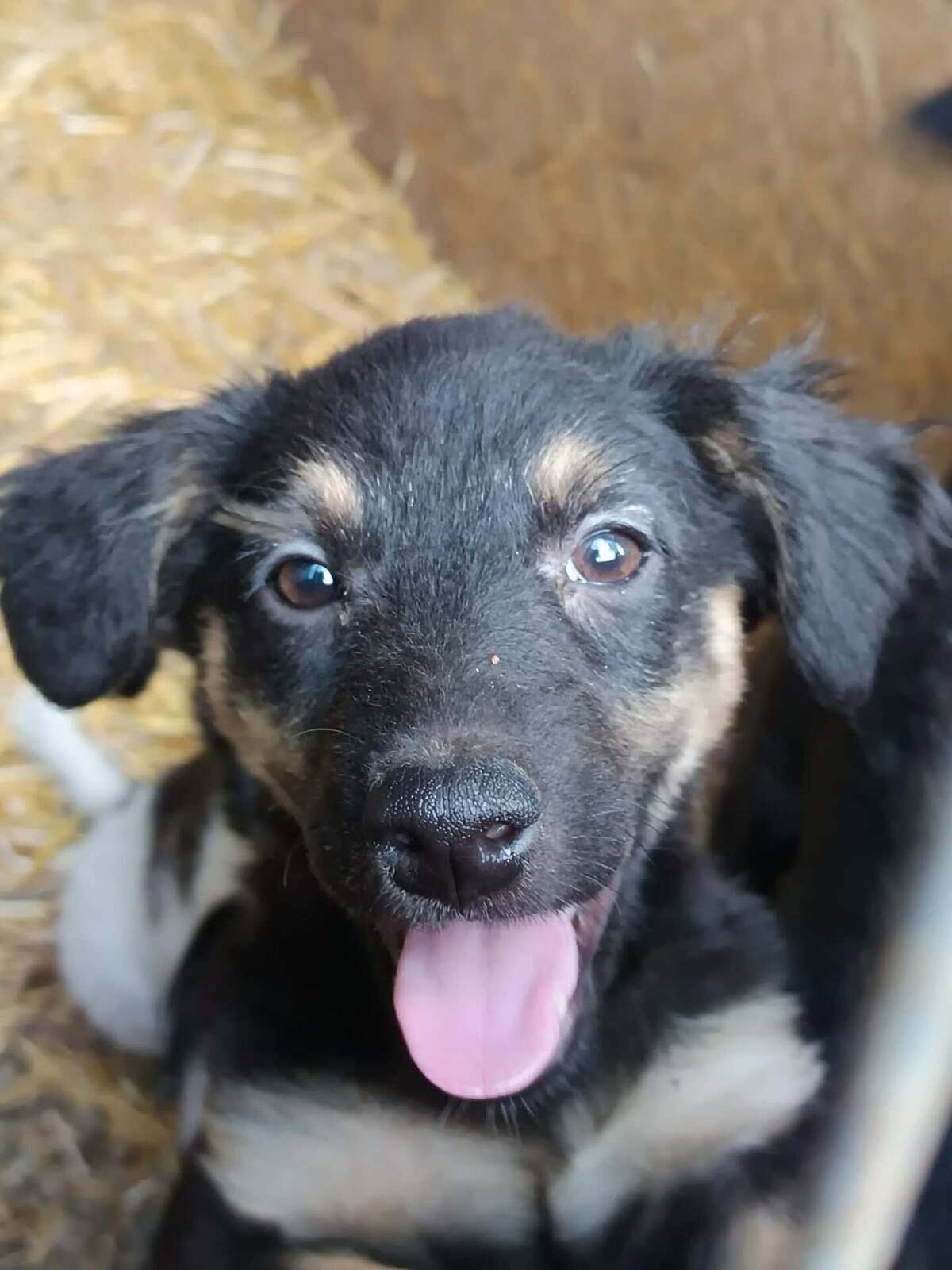 Adoption Chouquette