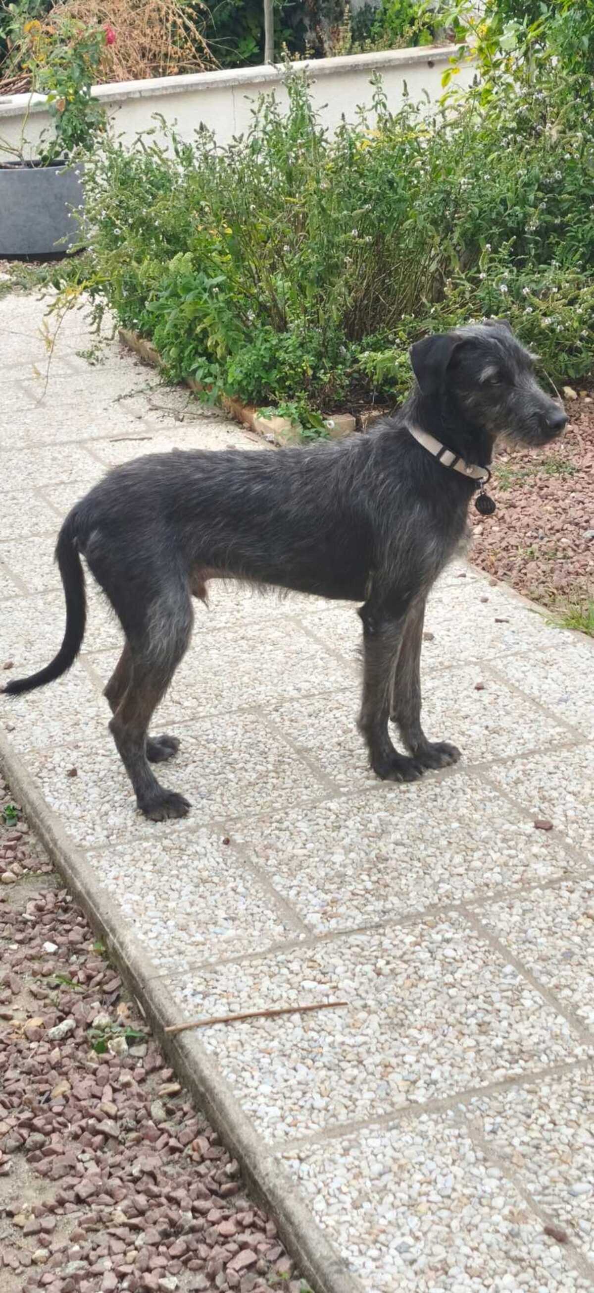 Adoption Drake