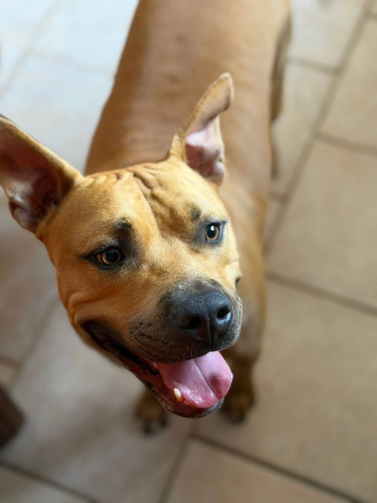 Adoption Ony
