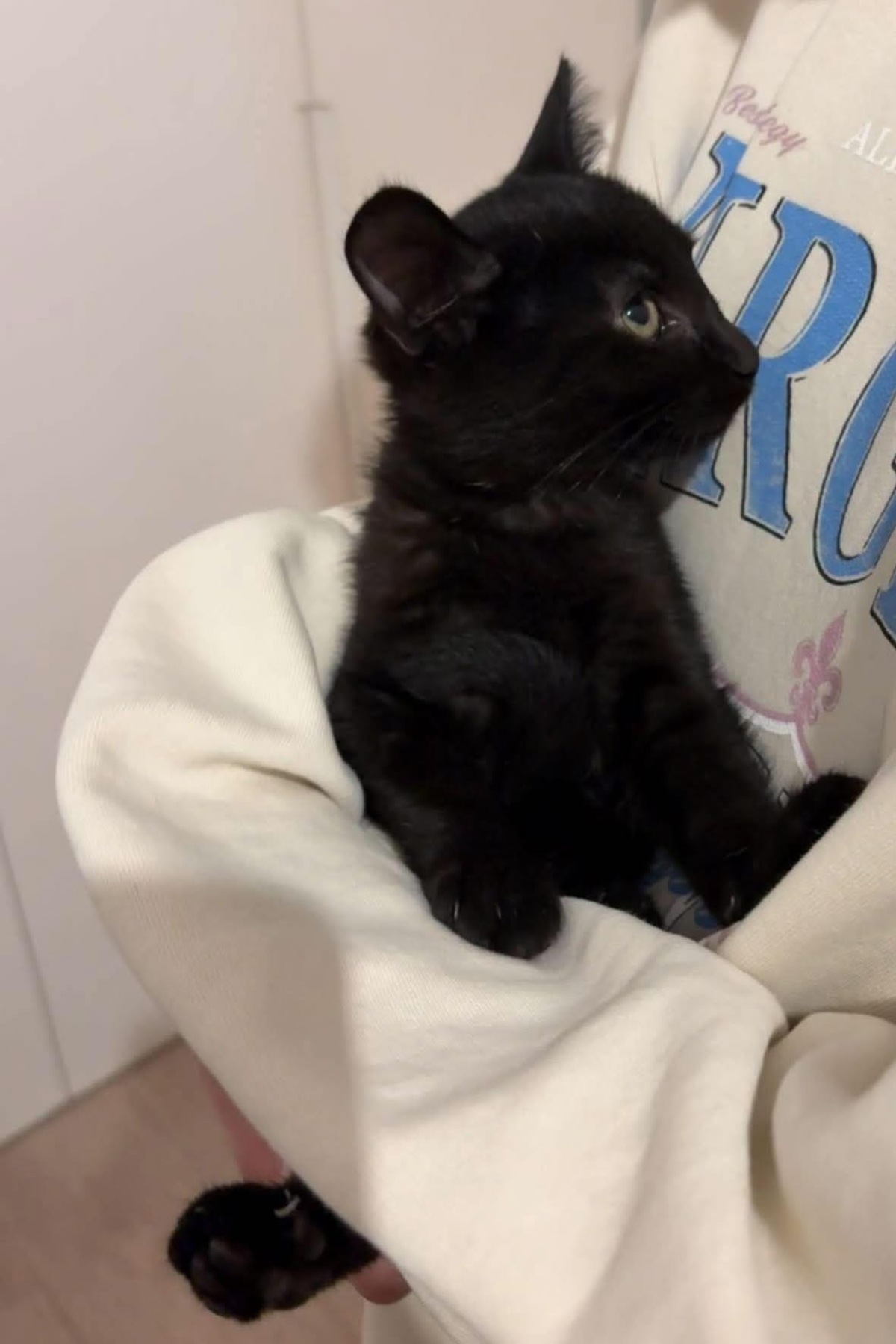 Adoption Mimo et Pomponette 
