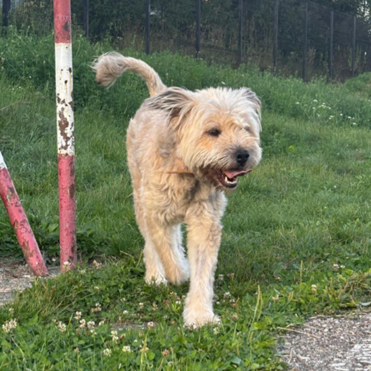 Adoption ELSA