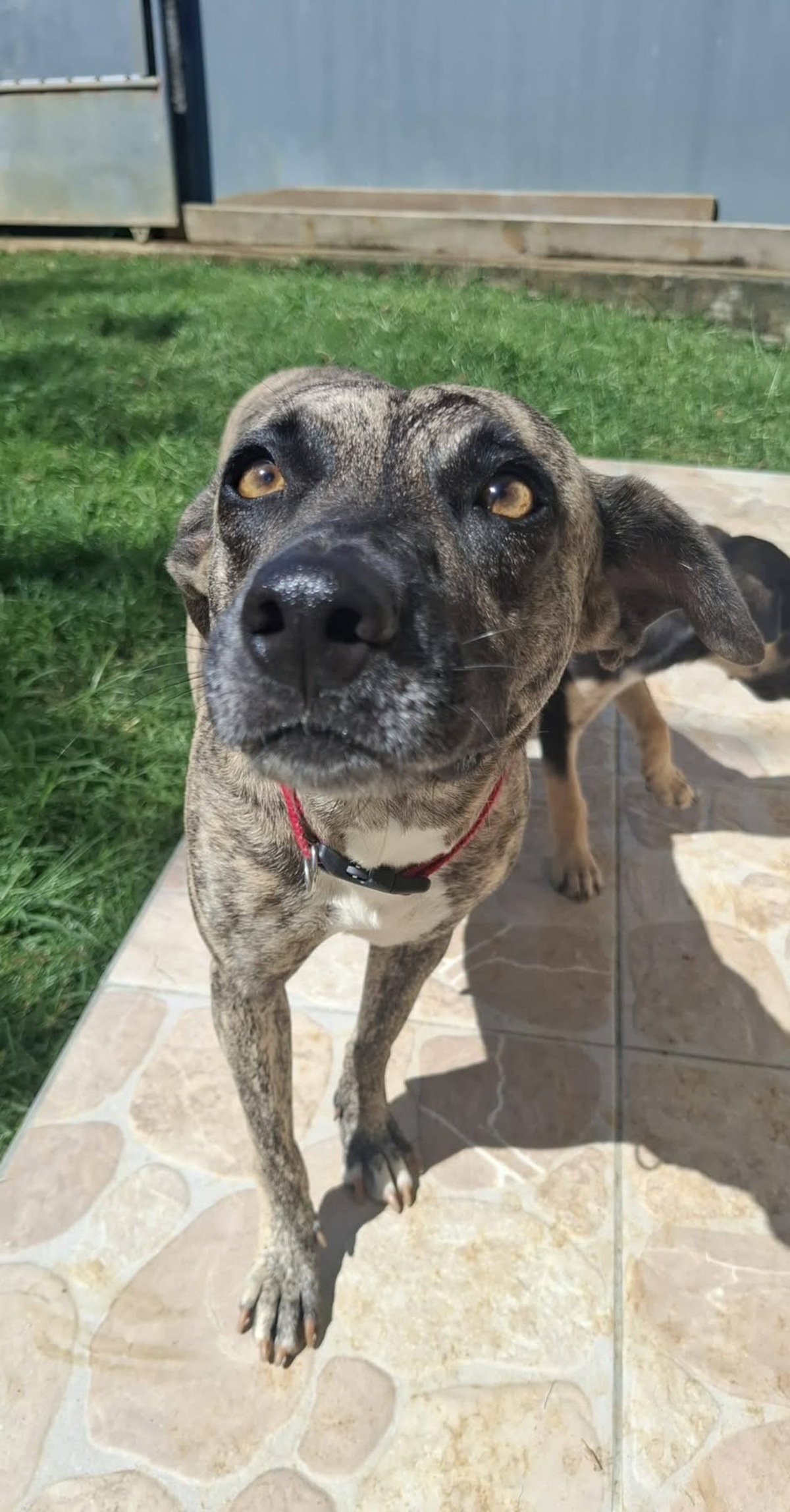 Adoption Donna