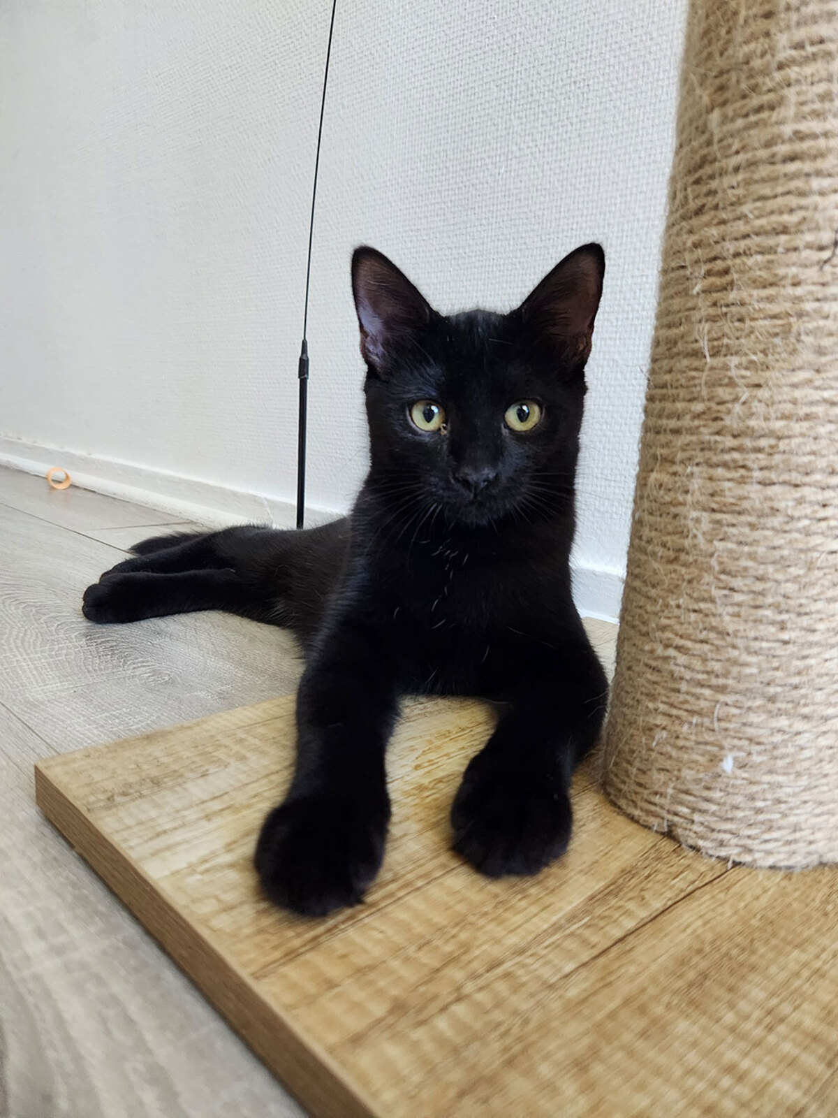 Adoption Salem