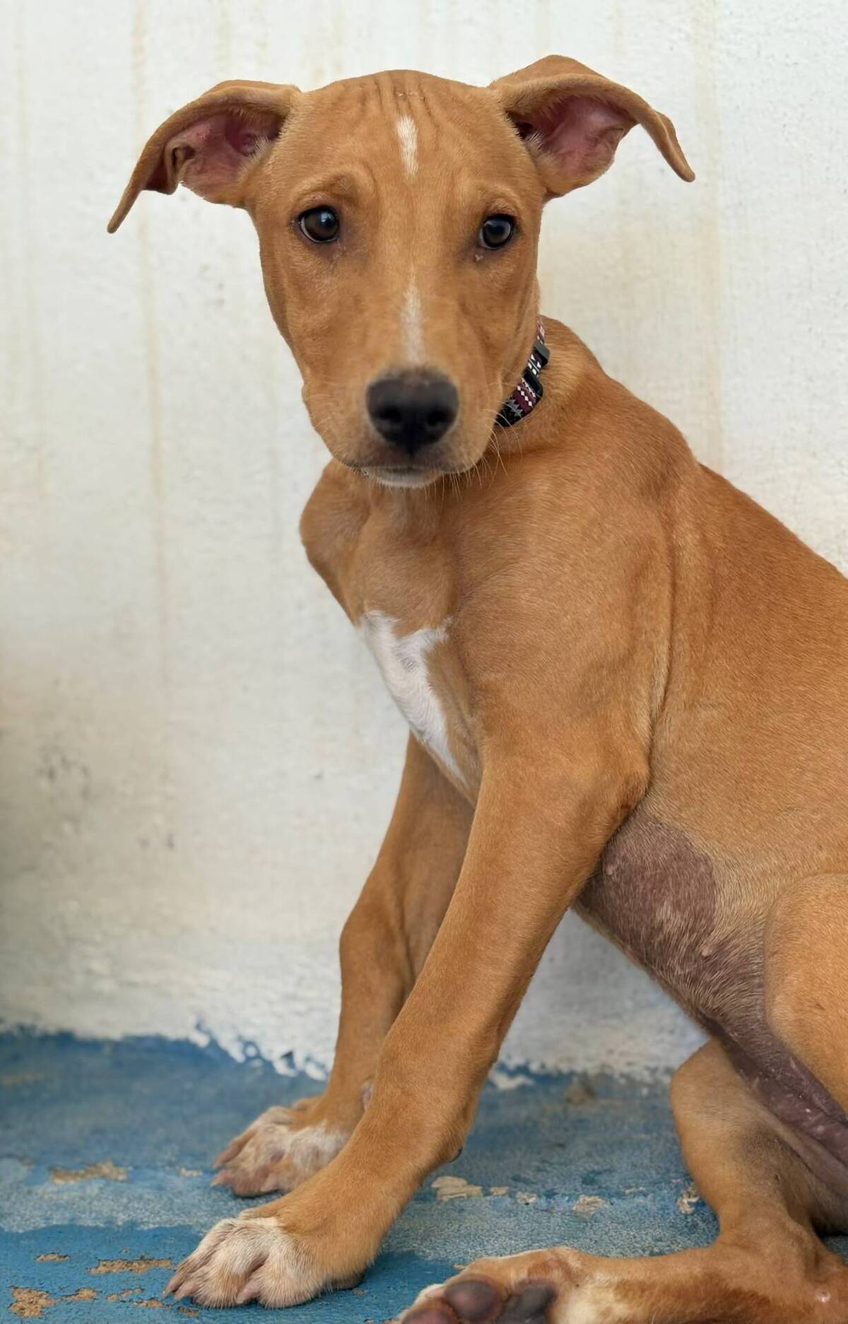 Adoption Amelia
