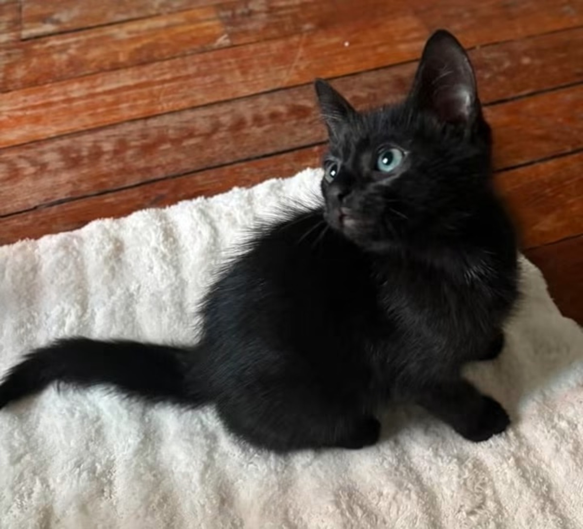 Adoption Doson 