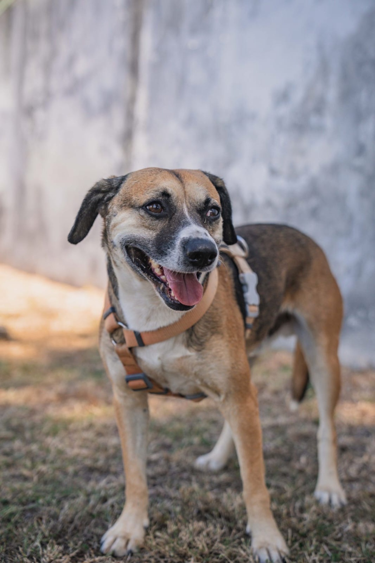 Adoption Noname