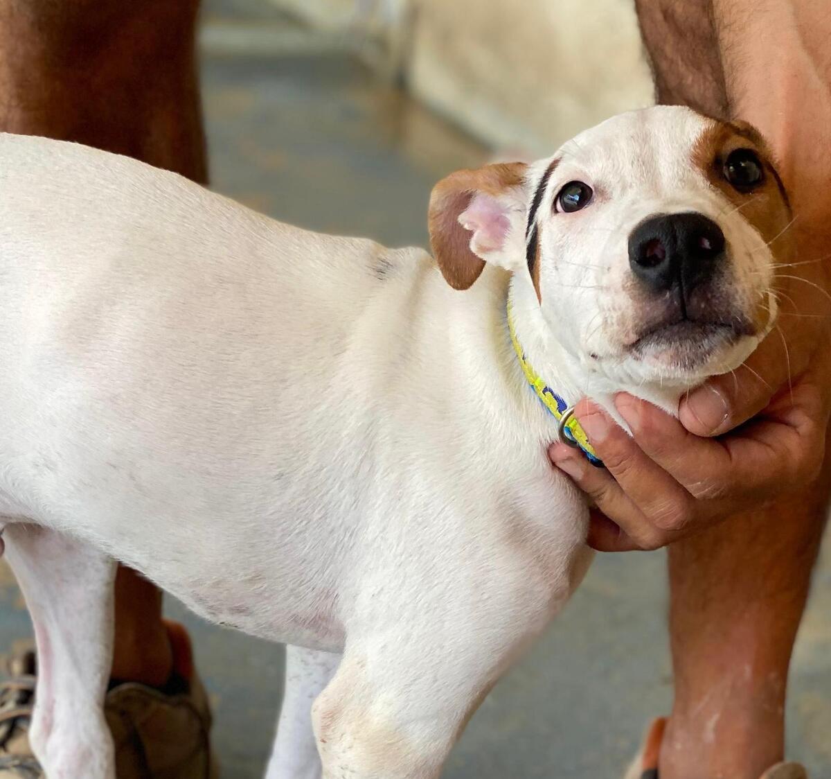 Adoption Benjamin