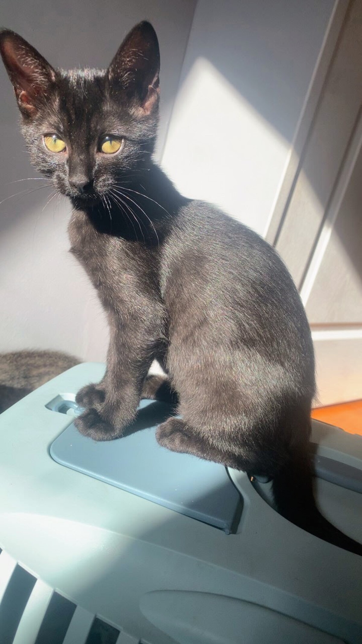 Adoption Beauté