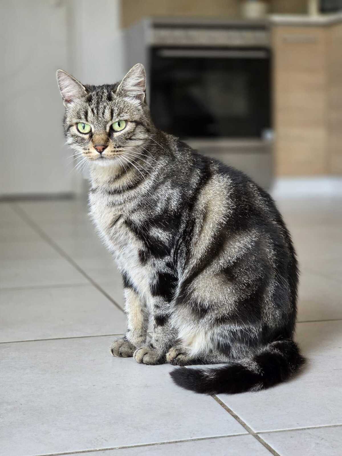 Adoption Bryony