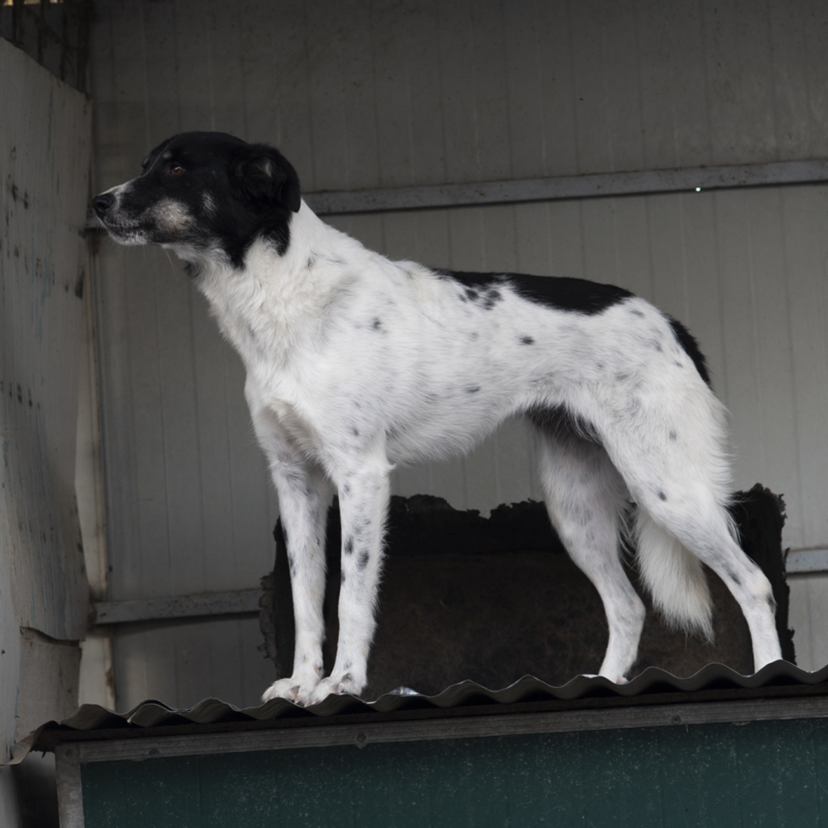 Adoption Victoria